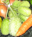 Maxixe, a
Brazilian cucumber with
spikes Maxixe, a
Brazilian cucumber with
spikes